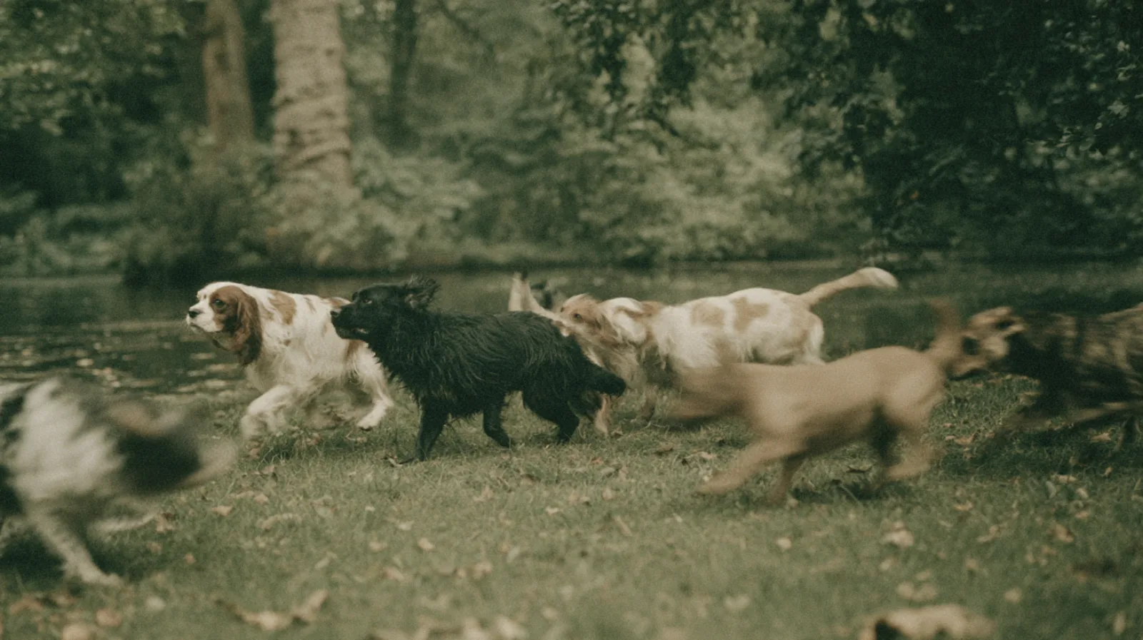 Dogs running together through a park