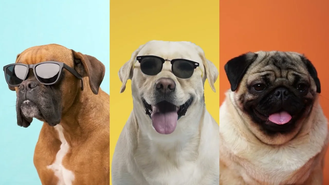The MyPetFam social walkthrough
