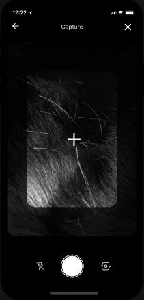 The health checker: photographing something found in a dog's fur